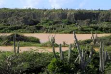 Columnar Cacti, Curaçao