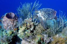 Hawksbill Sea Turtle