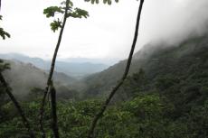 Serro do Mar coastal forest, Paraná, Brazil