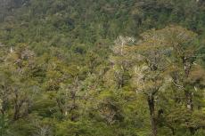Valdivian Rainforest, Chile