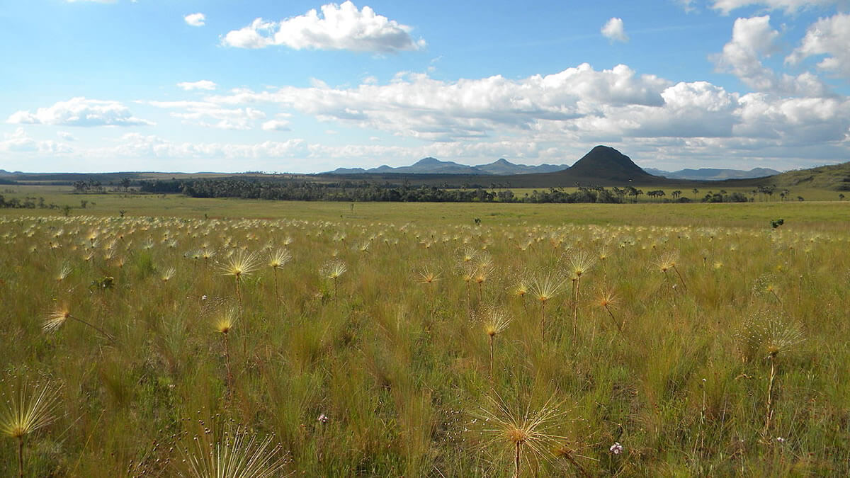 Cerrado Protected Areas: Biodiversity Jewel of Brazil | LAC Geo
