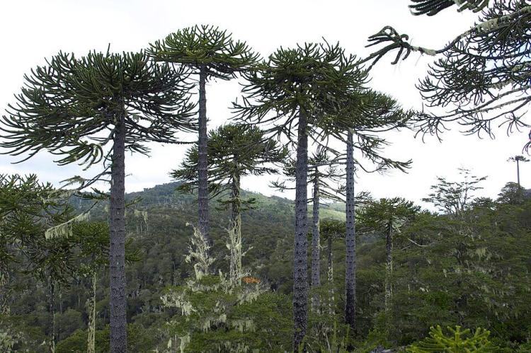 Mixed forest of Araucaria and coigüe in Nahuelbuta National Park, Chile.