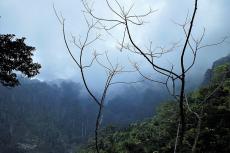 Humid Tropical Forest, Henri Pittier National Park, Venezuela