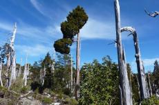 Forest in Alerce Costero National Park, Chile